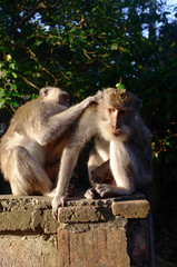 Monkey at Bali at Mount. Batur