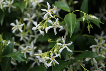 Dettagli in primo piano di fiori appena sbocciati da una profumatissima siepe di Trachelospermum jasminoides o falso gelsomino