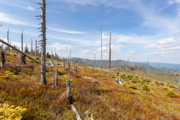 Obraz premium Dead trees, empty forest in the mountains