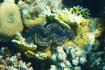 giant clam from egypt