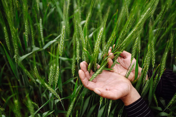 Farmer's hand touches and checks immature sprouts of wheat. Agricultural growth and farming business concept. Geen wheat field.