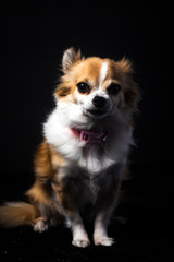Fototapeta premium Long haired Chihuahua studio portrait