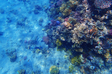 coral reef in Egypt in Hurghada
