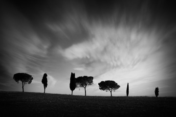 Fototapeta na wymiar Row of cypress trees at sunset, dramatic sky, typical tuscan landscape with copy space in black and white