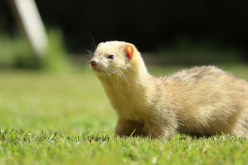 Portrait Ferret 