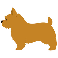 Flat colored brown Norwich Terrier in side view
