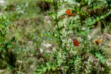 Gumushane, Turkey - 11 July, 2017: Melitaea Didyma, National Nature Park, Kelkit Butterfly Valley