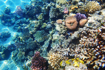 coral reef in Egypt in Hurghada