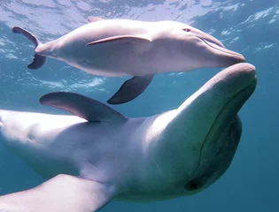 Fototapeten Dolphin bond © Samantha