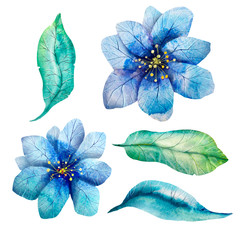 blue flowers