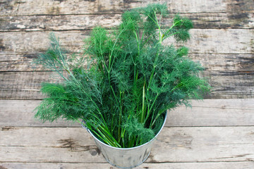 bunch of fresh dill in tin bucket on wooden background