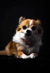 Long haired Chihuahua studio portrait