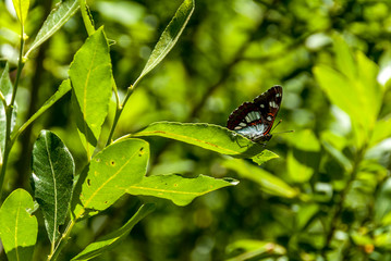 Gumushane, Turkey - 11 July, 2017: Southern White, Admiral- Limenitis Reducta. National Nature Park, Kelkit Butterfly Valley