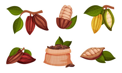 Cocoa Beans in Pods Hanging on Tree Branch Vector Set