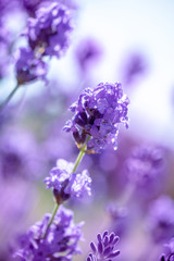 Purple lavender flower close up  in a garden