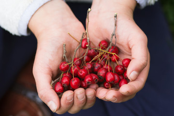 hawthorn - autumn red berries in kids hands