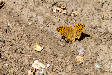 Gumushane, Turkey - 11 July, 2017: Cengaver Silver, Washed Fritillary-Argynnis Paphia. National Nature Park, Kelkit Butterfly Valley