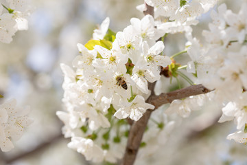 Beautiful white cherry or cherry blossom