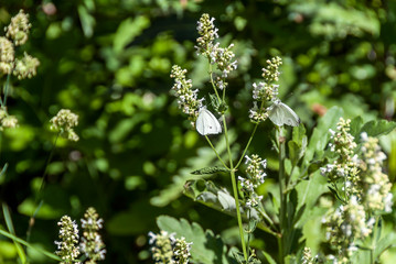 Gumushane, Turkey - 11 July, 2017: Southern Small White, Pieris Mannii. National Nature Park, Kelkit Butterfly Valley.