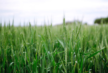 Unripe wheat - green wheat field. Agricultural growth and farming business concept.