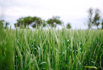Unripe wheat - green wheat field. Agricultural growth and farming business concept.