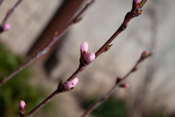 buds of magnolia