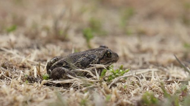 Common spadefoot Pelobates fuscus sitting in the grass. Close up, selective focus, shallow depth of the field