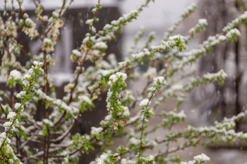 Snow on the flowers of a blossoming cherry, which fell in the second half of April.