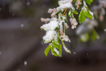 Snow on the flowers of a blossoming cherry, which fell in the second half of April.