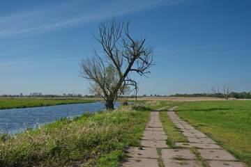 Nationalpark Unteres Odertal bei Schwedt im Frühling