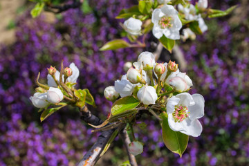 Flowering branch of pear against the background of blooming mint. Flowers pear closeup. Soft selective focus.