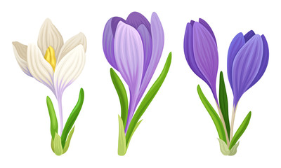 Tender Lilac Crocuses on Stem and with Green Grass-like Leaf Vector Set