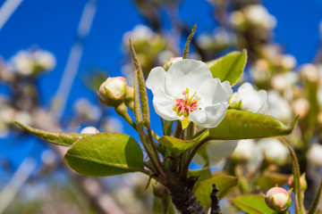 Flowering branch of pear against the blue sky close up. Soft bokeh. Selective focus.