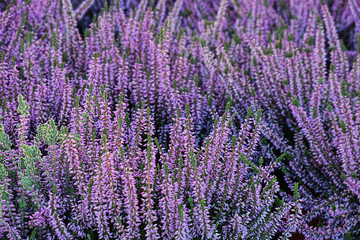 Fototapeta na wymiar .the erika plant with light purple flowers