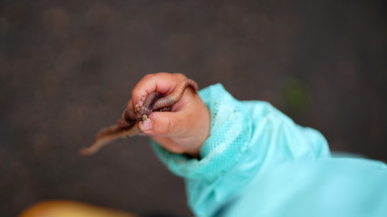 Little boy holding an earthworm in his hand