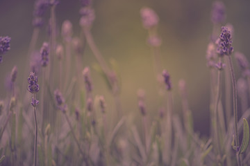 Lavendel dunkel Blumenwiese
