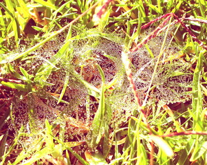 Dew drops on spider web