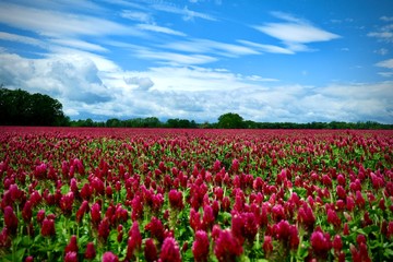 Fototapeta na wymiar Beautiful red field and blue sky with white clouds - trifolium incarnatum