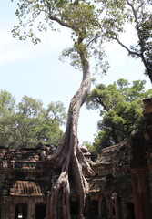 Fototapeta na wymiar Banian du temple Ta Prohm à Angkor, Cambodge