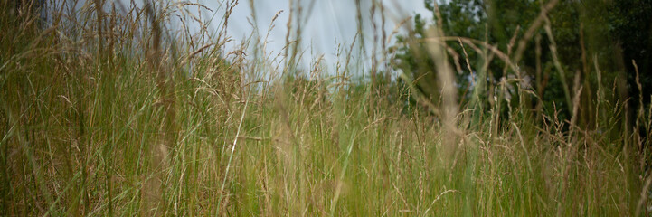 Green background of grass, bushes and trees in the Park.