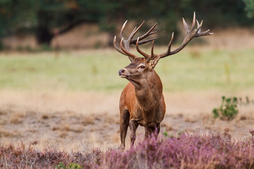 Red deer stag standing on a field with heather in the forest  in rutting season in Hoge Veluwe National Park in the Netherlands
