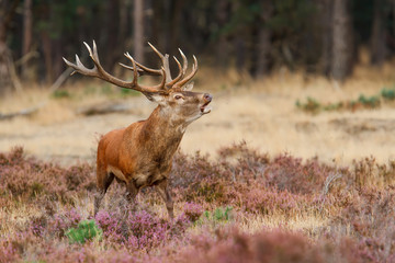 Red deer stag bellowing on a field with heather in the forest in the rutting season in Hoge Veluwe National Park in the Netherlands