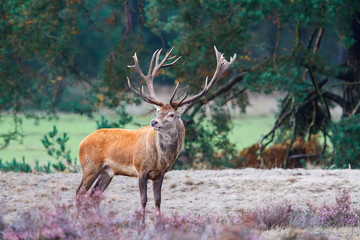 Red deer stag standing on a field with heather in the forest  in rutting season in Hoge Veluwe National Park in the Netherlands