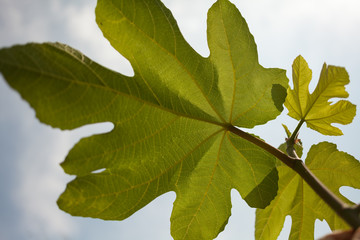 Fig tree leaf on the lumen. background.