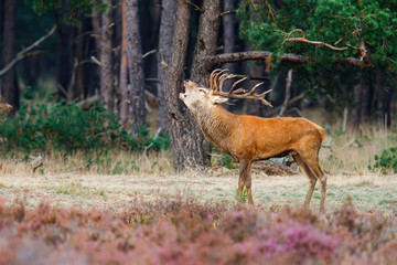 Naklejka na ściany i meble Red deer stag bellowing on a field with heather in the forest in the rutting season in Hoge Veluwe National Park in the Netherlands