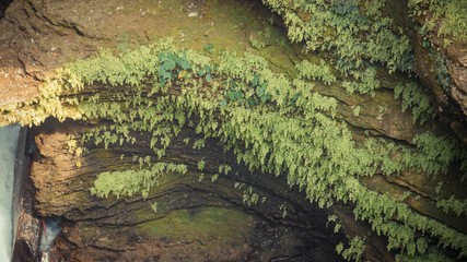 A close up of cave ceiling with greens