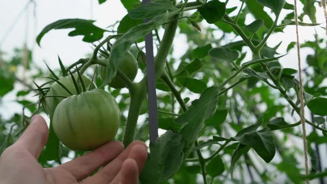 Hand touches a tomato on a branch, close-up