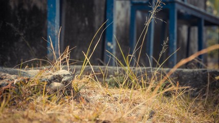 A close up of dried green grass