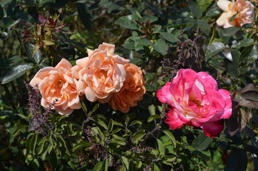 pink and yellow roses in garden