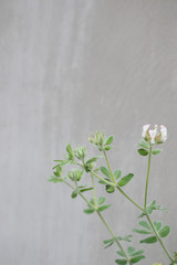 白い花　灰色の背景